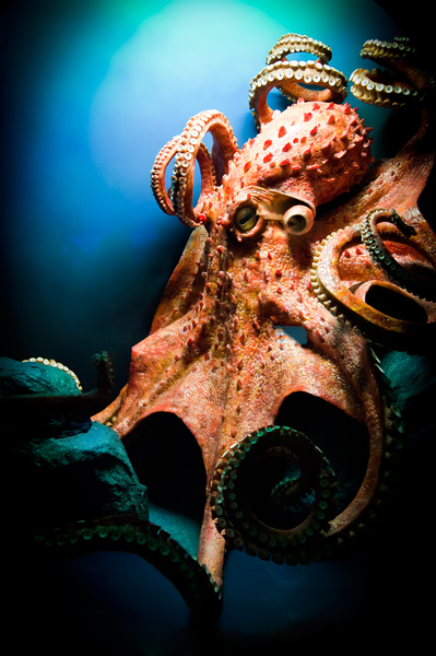 scary giant octopus