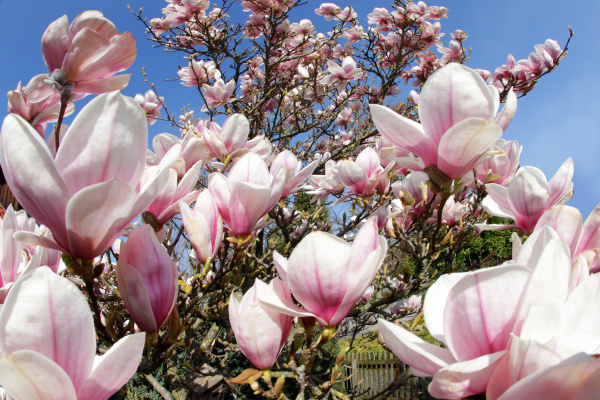 Tulipan Magnolia kwiaty Magnolia soulangeana - Stockphoto #18295248 |  Agencja PantherMedia