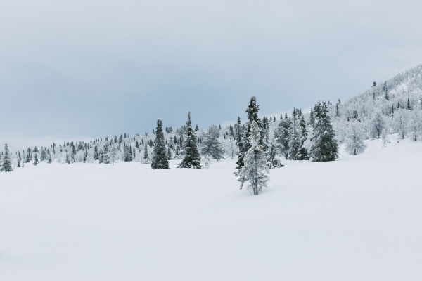jazda podrozowanie drzewo zima zimowy norwegia