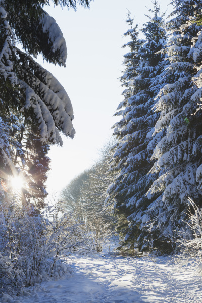 jazda podrozowanie drzewo zima zimowy park