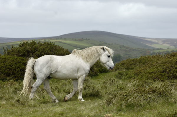 dartmoor pony plesn dartmoor national park