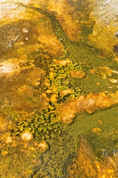 ameykanski park narodowy usa ameryka algi