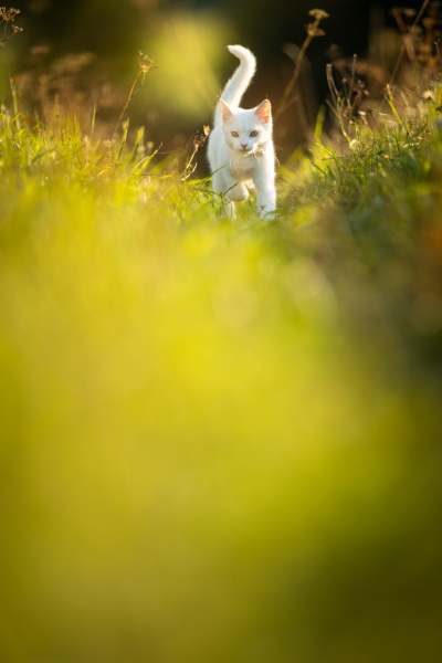 niezwykle uroczy bialy kotek na pieknej