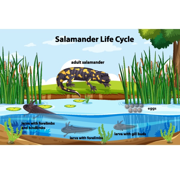 schemat przedstawiajacy cykl zycia salamandry