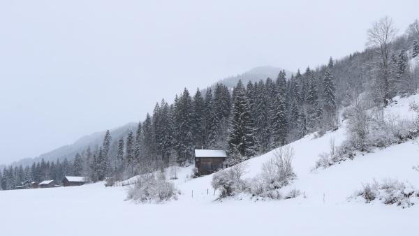snow, covered, forest, and, small, chalet - 30665093