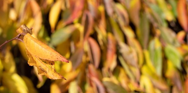 yellow, autumn, leaf, - 30890980