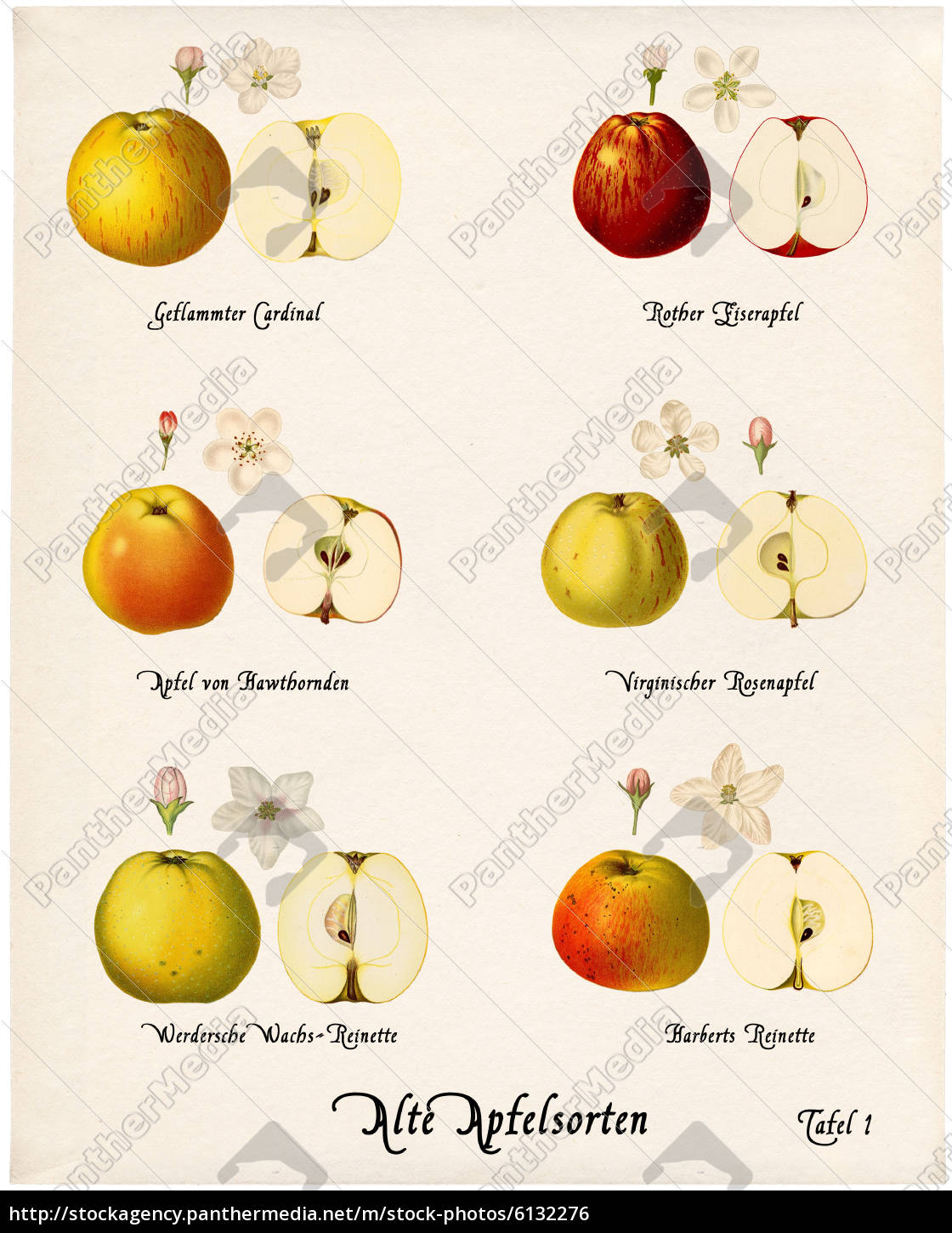 Jakie są odmiany jabłek i jak wyglądają?